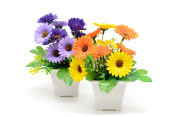 Household flowers in pots. Gerbera mix plant. Piece of interior. Isolated on white background