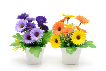 Two flowering plants in pots. Gerbera is purple and yellow. Piece of interior. Isolated on white background