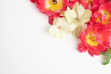 Fresh tulips and Hellebore flowers on white background with copy space flat lay