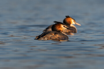 Pair of Great crested grebe swimming on water Podiceps cristatus fishing in blue lake on a cold spring morning