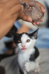 Cute kittens waiting to be eaten, look hungry in the cat cafe.