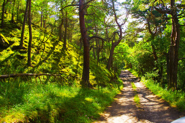 The road in the fairytale green forest in the Chegem gorge