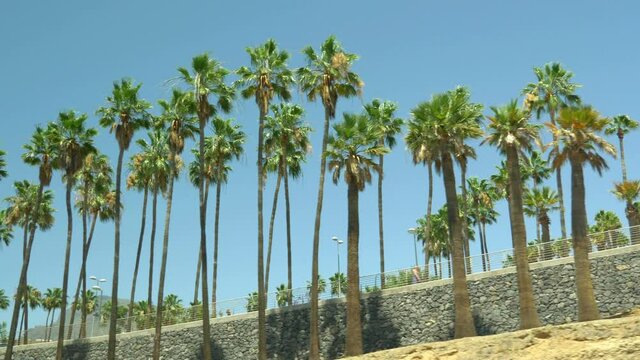 Driving under palm trees in 4K slow motion 60fps