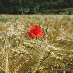 Sunny rustic landscape with wild poppy flower and rye field. Natural summer background.