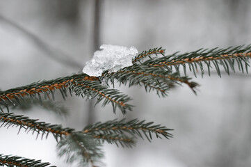 Closeup macro of ice on pine tree