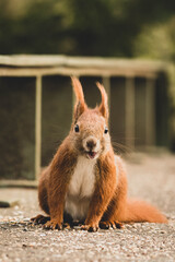 Eichhörnchen auf Futtersuche im Frühling