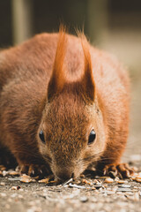 Eichhörnchen auf Futtersuche im Frühling