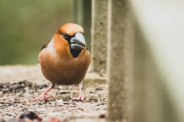 Kernbeisser Nahaufnahme Stadtpark
