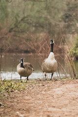 Kanadagans in Ufernähe