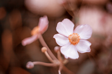 Piękny zawilec japoński. Ujęcie makro. Kolorowe kwiaty anemonów kwitnących latem w ogrodzie....