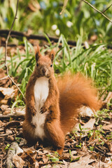 Eichhörnchen auf Futtersuche im Frühling