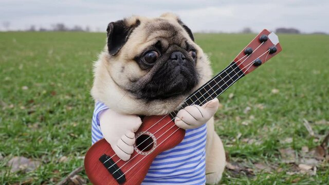 Close-up portrait of cute funny pug dog playing on guitar in green field, dressed in costume