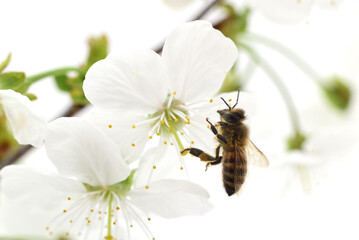 Honeybee and white flowers