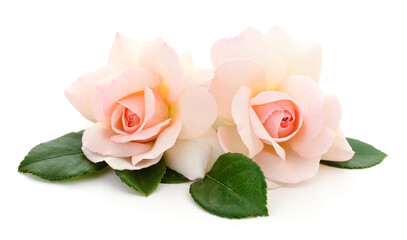 Beautiful pink roses.