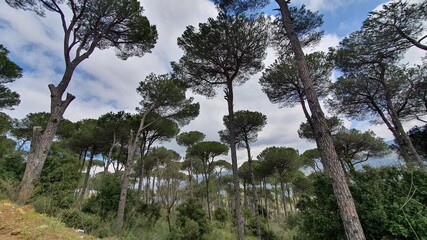 Beautiful forest landscape. Trees in the mountains. Calm and peaceful scene. Hiking trails. Middle east region. Beauty of Lebanon. Best travel destinations. Vacation time. Summer