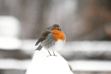 Closeup of a robin