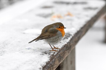 Closeup of a robin