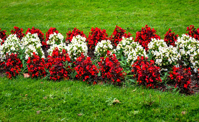 A flower bed with red and white flowers
