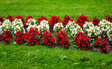 A flower bed with red and white flowers