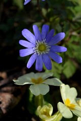 spring flowers in the meadow