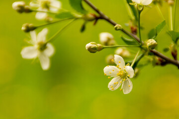 White blossoming branches of cherry fruit tree, close-up, green blurred background. Copy of space