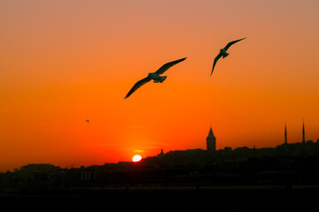 Galata Tower and Seagull at sunset. Istanbul background photo. Beauties of Istanbul. Travel to Turkey. Galata Tower background.