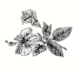 Hibiskus flower branch with flowers and leaves. Ink black and white doodle drawing in woodcut style. © Artinblackink