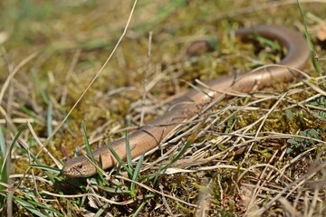 Blindschleiche (Anguis fragilis) am Dörnberg.