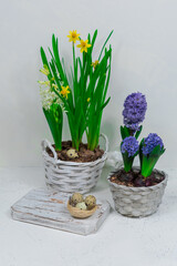 A decorative nest made of hay with quail eggs inside on a white cutting table with yellow daffodils and blue hyacinths in the background. Easter table decoration.