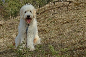 Sieben Monate alter Goldendoodle auf Kalkmagerrasen im Frühling