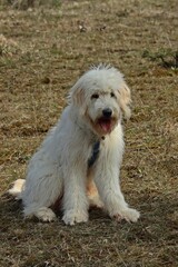 Sieben Monate alter Goldendoodle auf Kalkmagerrasen im Frühling