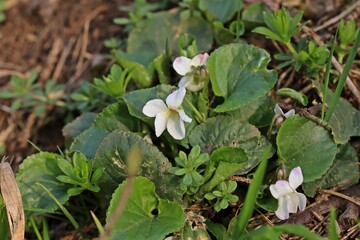 Weißling des Duftveilchens (Viola odorata).