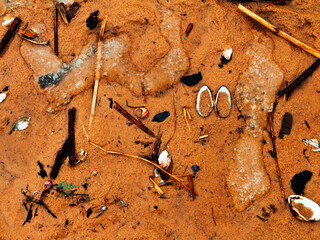 Sand background with seashells, small stones and dry branches