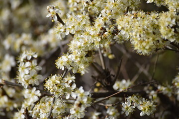 Sloe flower