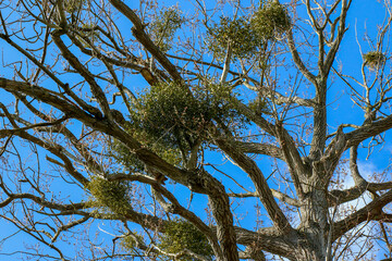 Mistletoe hemiparasitic plant on poplar tree branches against blue sky.  Shrub in the order Santalales. Botanic Gardens, Dublin, Ireland