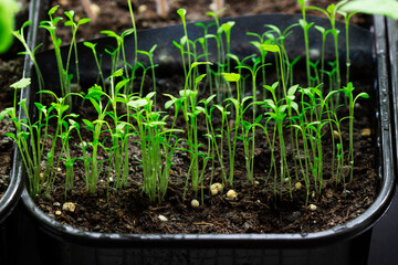Seedlings of celery grown at home on a windowsill.
