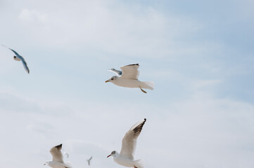 Beautiful large white seagulls fly, soar in the blue sky against the backdrop of clouds. Flight of a flock of birds.