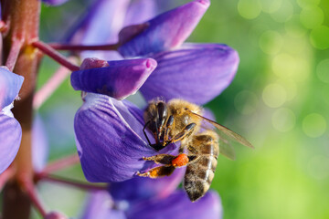 A bee collects nectar in a flower .