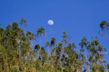moon in the trees