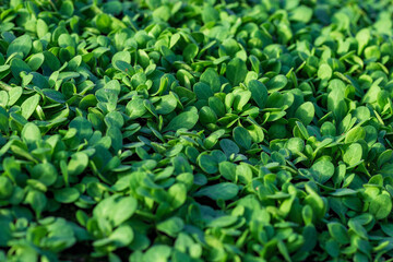 seedlings in cassettes and boxes, taken in a greenhouse at the end of March