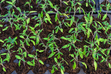 seedlings in cassettes and boxes, taken in a greenhouse at the end of March