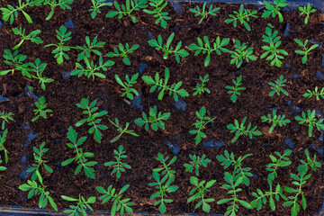 seedlings in cassettes and boxes, taken in a greenhouse at the end of March
