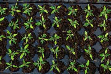 seedlings in cassettes and boxes, taken in a greenhouse at the end of March