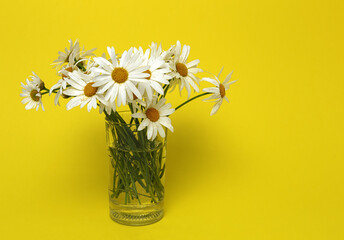 Fresh daisy flowers on colorful backgrounds