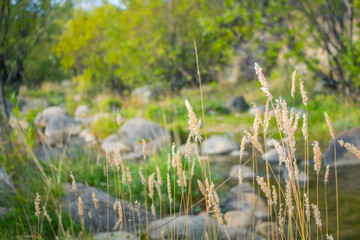 Fototapeta na wymiar dry grass on the shore
