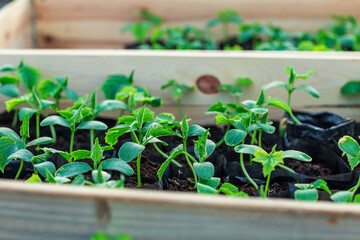 seedlings in cassettes and boxes, taken in a greenhouse at the end of March