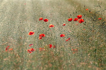 Fototapeta premium Wild flowering red opium poppy on the rape field in the morning with sun rays