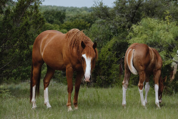 Horses grazing in rural Texas field during summer.