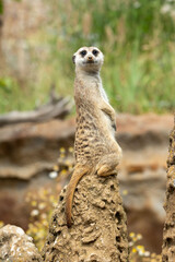 Meerkat that patrols erected on guard