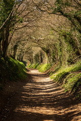 A Pathway through a Tunnel of Trees, in Halnaker, West Sussex